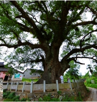 中國唯一的“樹抱佛”福建一棵古樟樹內，藏著一尊比小孩高的佛像